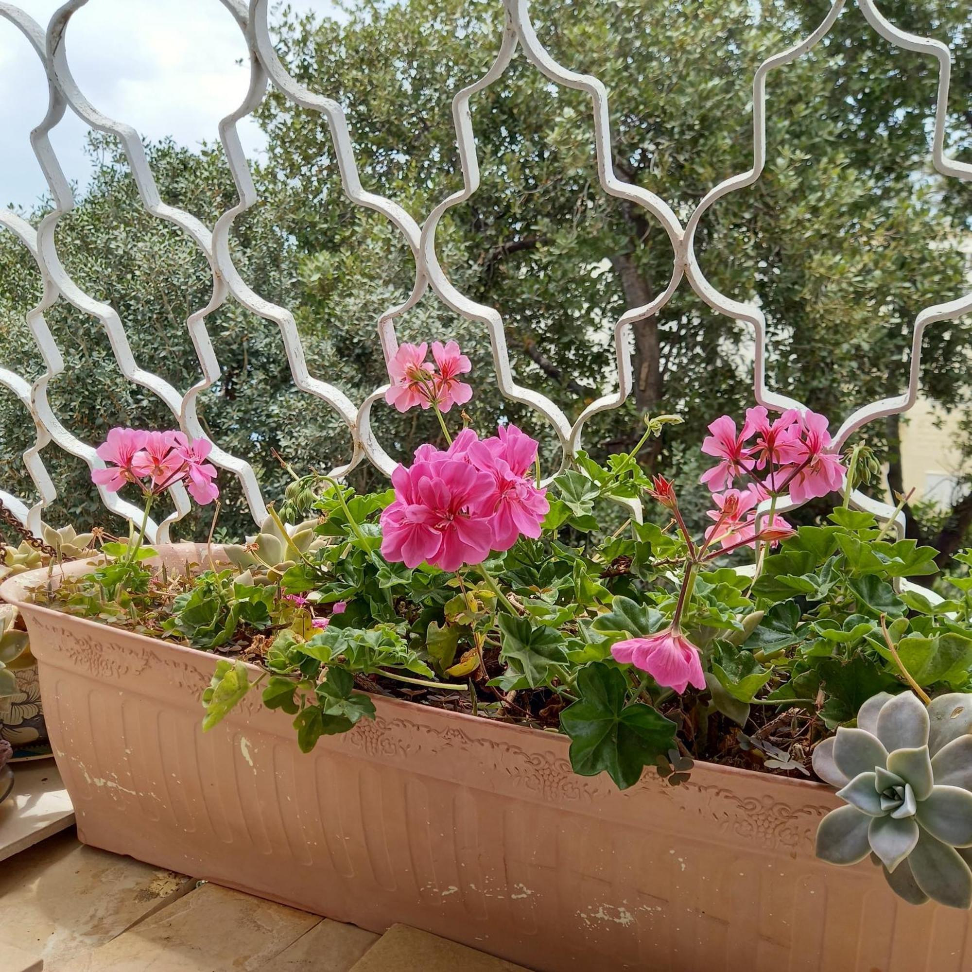 דירות חיפה סטלה מאריס אירוח מראה חיצוני תמונה